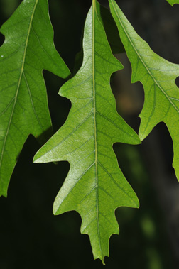 Overcup Oak (Quercus lyrata) - Great Plains Nursery