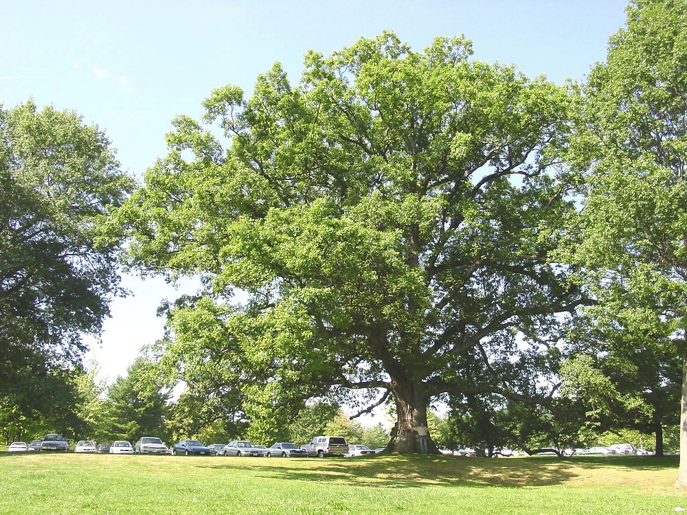 White Oak (Quercus alba) - Great Plains Nursery