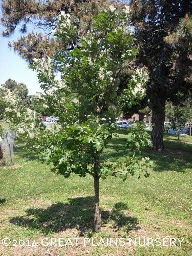 Planted oak