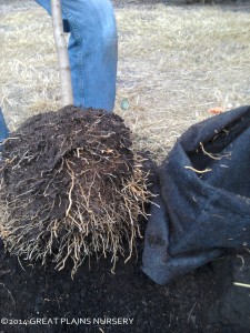 Root Trapper roots