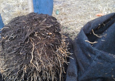 Root Trapper roots