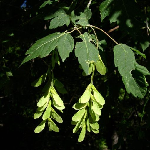 Acer negundo leaf and seed