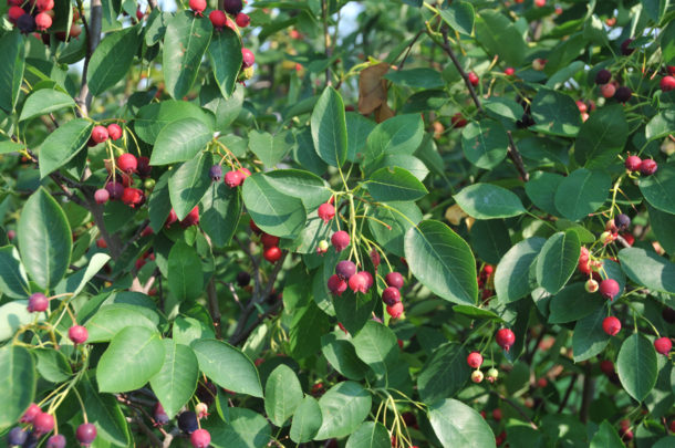 Autumn Brilliance Serviceberry | Great Plains Nursery