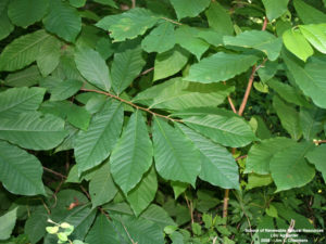 Asimina triloba leaves