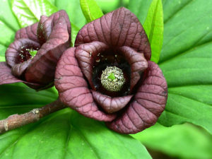 AsiminaTriloba Flower