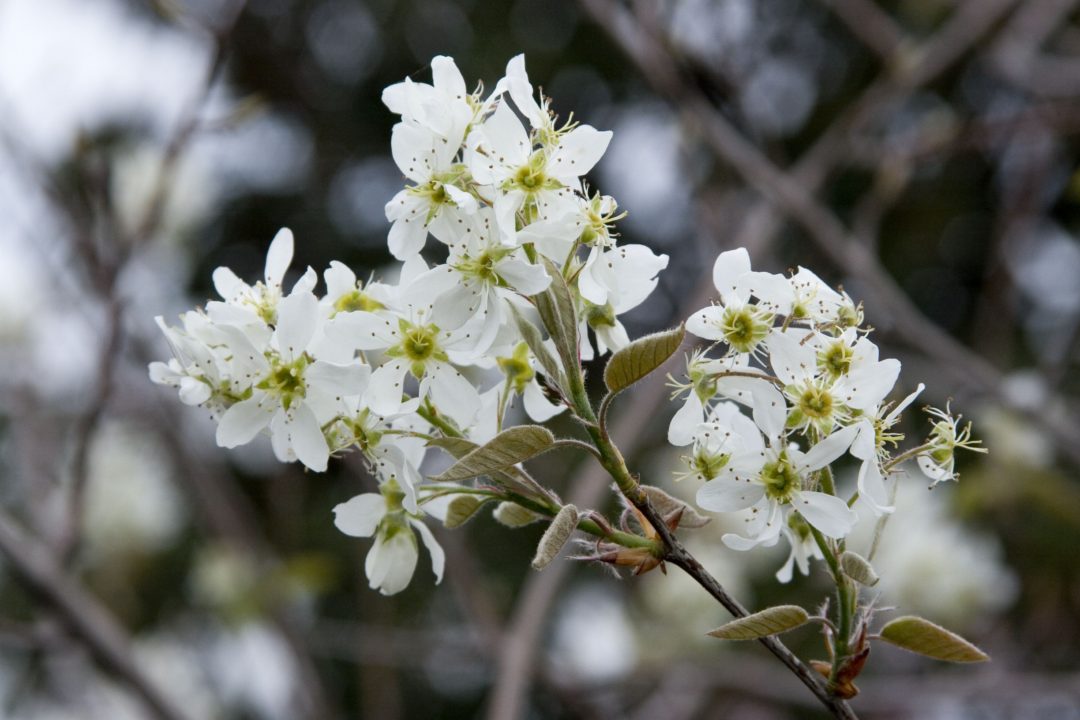 Autumn Brilliance Serviceberry | Great Plains Nursery