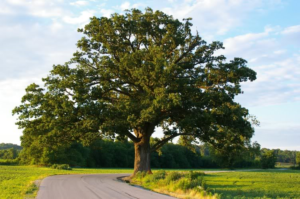 Bur Oak Quercus macrocarpa