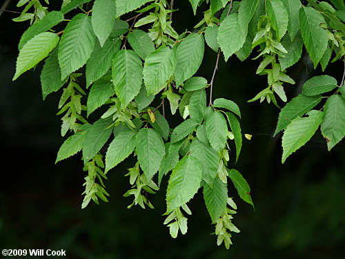 Carpinus caroliniana leaf & seed