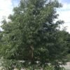 Chinkapin Oak (Quercus muehlenbergii)
