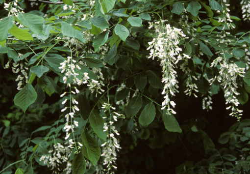 Cladastris kentukea flower