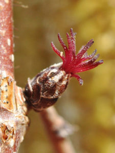 Corylus americana flower