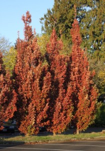 Crimson Spire Oak