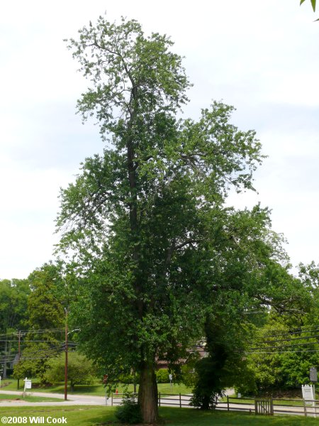 Maclura pomifera tree