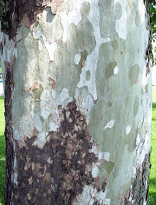 Platanus occidentalis bark