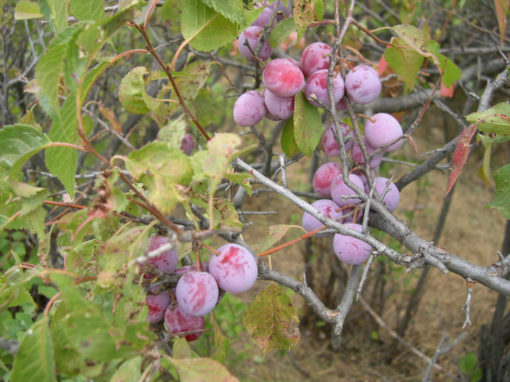 Prunus americana fruit