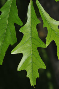 Quercus lyrata leaf