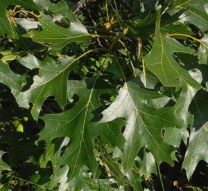 Quercus velutina leaf