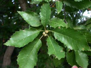 QuercusMuehlenbergii leaf