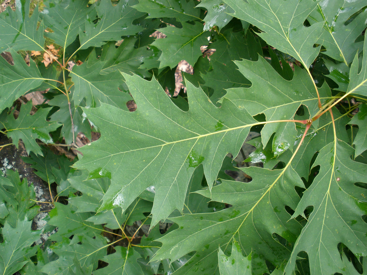 Northern Red Oak (Quercus rubra) - Great Plains Nursery