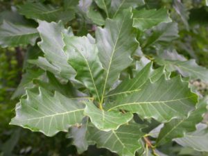 Quercus bicolor leaf