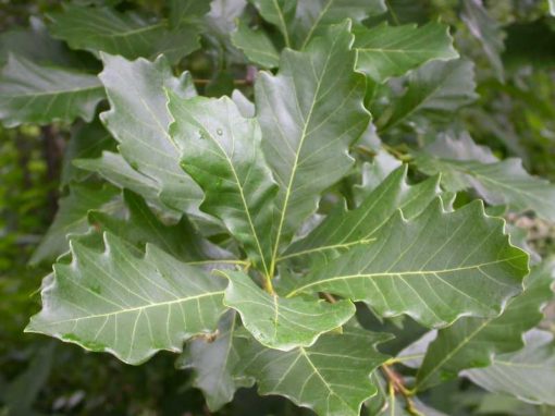 Quercus bicolor leaf