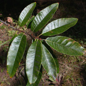 Quercus imbricaria leaf