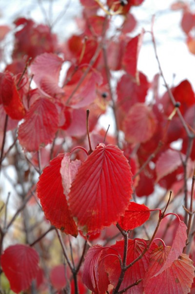 Red Feather Arrowwood Viburnum