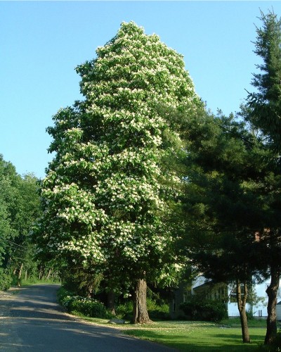 thumbnail image 2 of Live Dwarf Red Buckeye Tree - 9-11" Tall In Container - Includes Free Orange Tree! 2 of 5