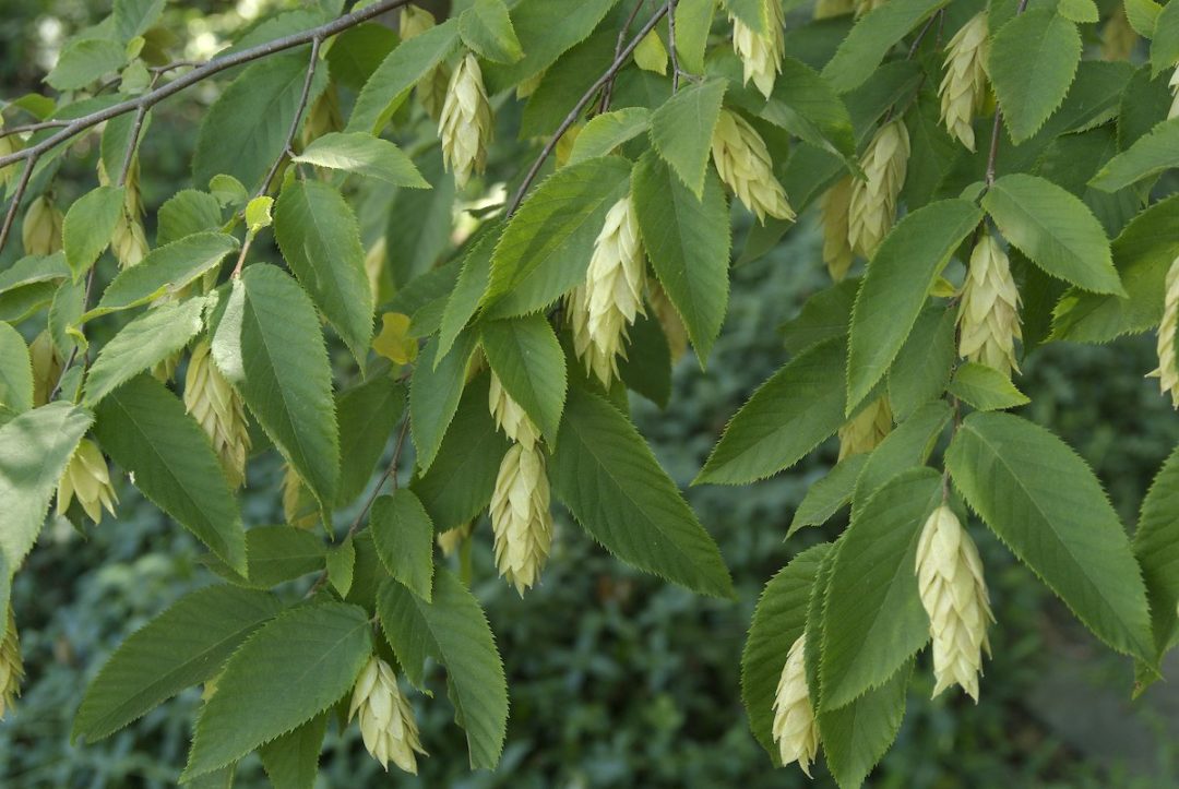 Ironwood / American Hophornbeam (Ostrya virginiana)