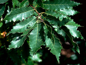 Chinkapin Oak