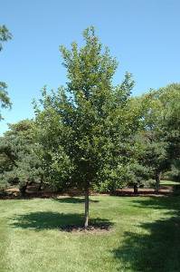 Heritage Oak