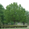 Overcup oak