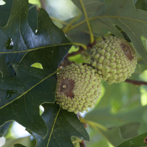 Quercus lyrata