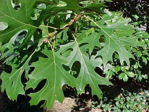 Shumard oak