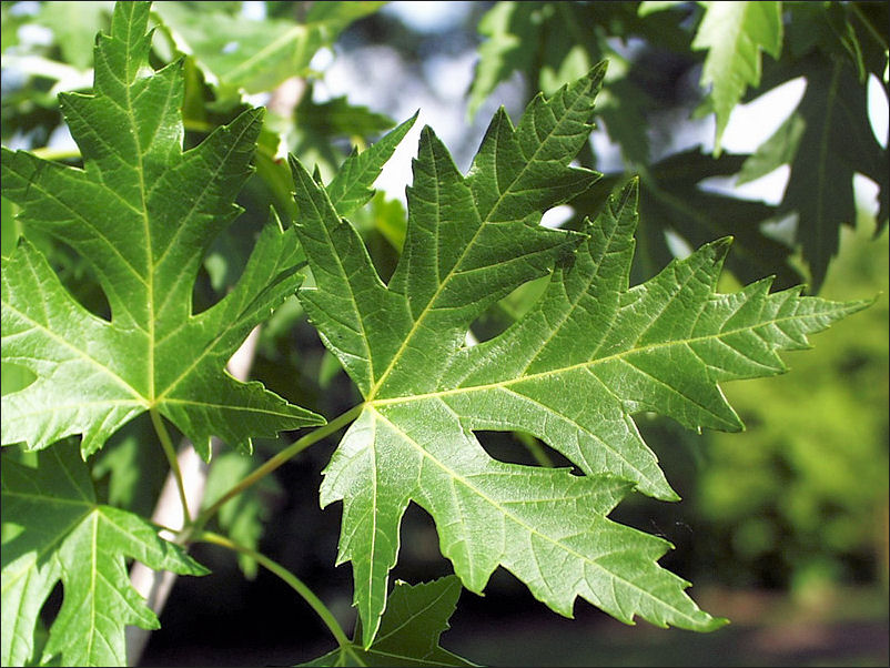 2 Seedlings Silver Maple Tree Seedlings 2 --Acer Saccharinum--8" to 12 inches- 