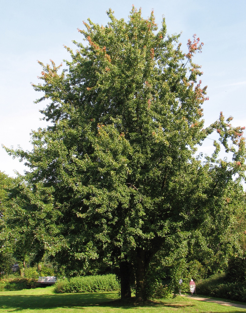 silver maple trees for sale