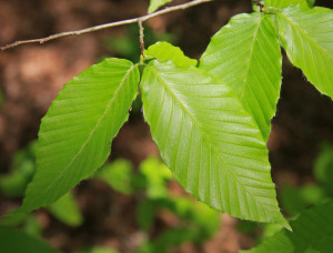 Fagus grandifolia leaf