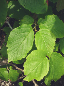 Hamamelis virginiana leaf