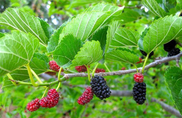 Red Mulberry (Morus rubra) - Great Plains Nursery