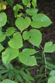 Morus rubra leaves