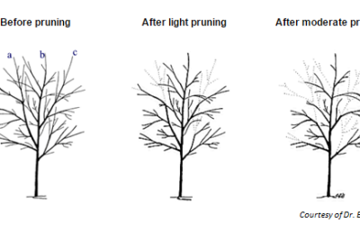 Spring Clean-up in the Landscape & Pruning Young Trees