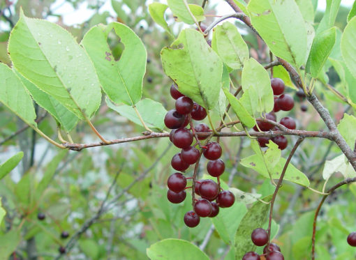 Prunus virginiana berries