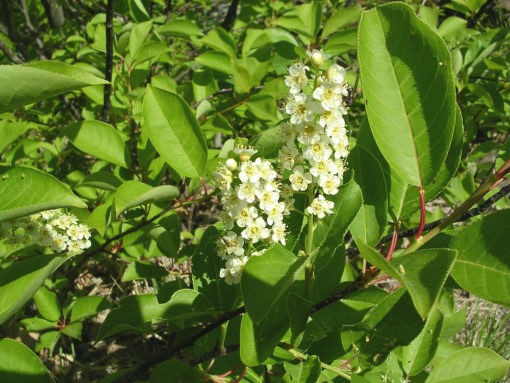 Prunus virginiana flower
