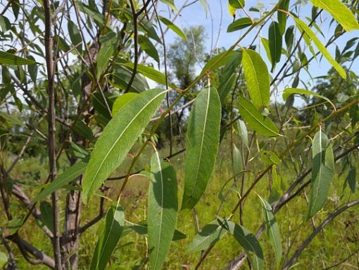 Salix amygdaloides leaf