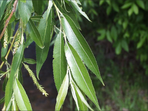 Salix nigra leaf