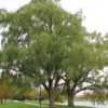 Salix nigra tree