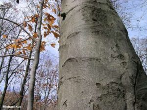 fagus grandifolia big bark