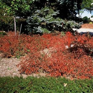 Cornus racemosa (Muszam)