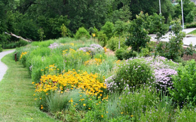 Native Landscape Design: How to Achieve the “Native” Look