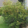 aronia arbutifolia brilliantissima